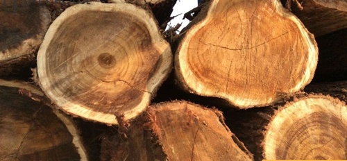 Gỗ tràm tự nhiên