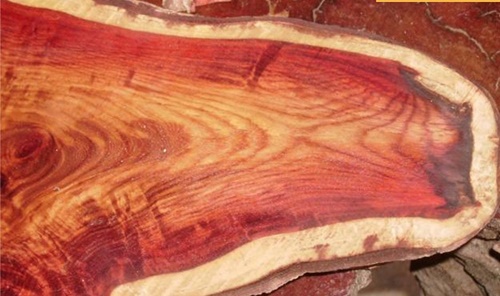 Các loại vân gỗ thông đỏ