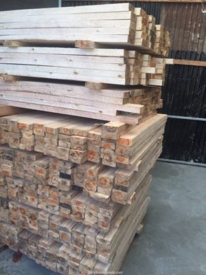 cây bạch đàn đỏ