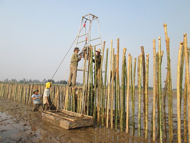 Cách chọn tre và phương pháp đóng cọc tre