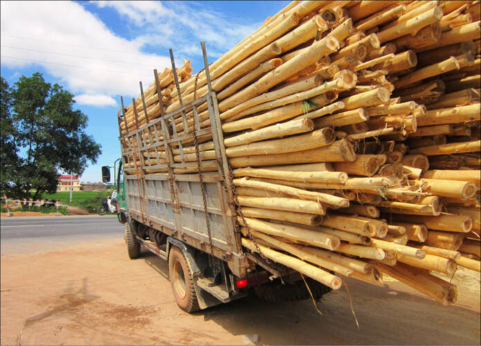 Gỗ keo được vận chuyển về xưởng gia công