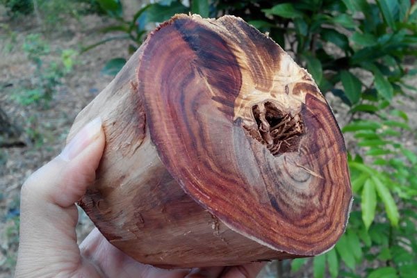 gỗ sưa đỏ bao nhiêu tiền 1kg