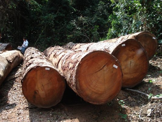 báo giá gỗ lim nam phi