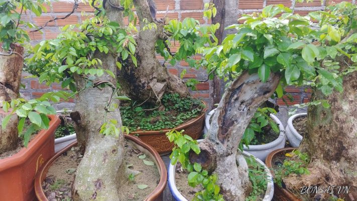 Gỗ trắc dây thuộc nhóm mấy