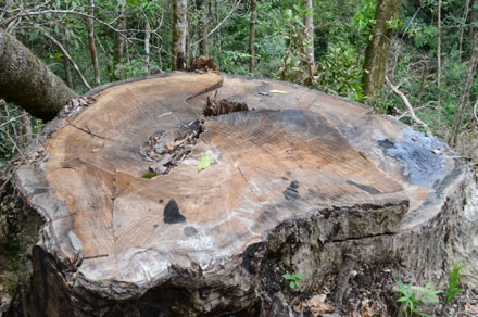 Gỗ Du Sam có tốt không