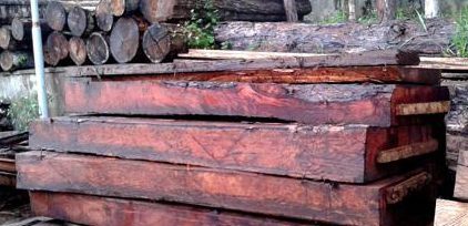 Gỗ Sơn Huyết là gì