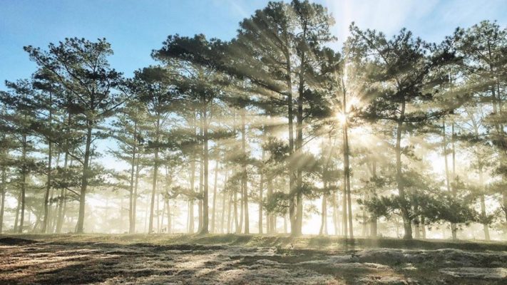 gỗ thông đà lạt