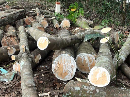 Cây gỗ cao su tự nhiên