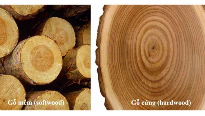 gỗ cứng và gỗ mềm