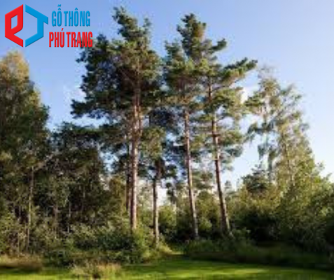 cây thông gỗ