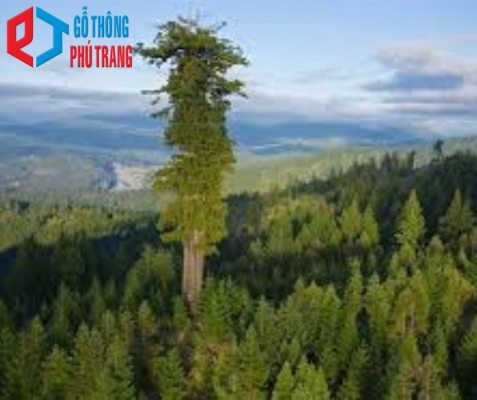 cây thông gỗ
