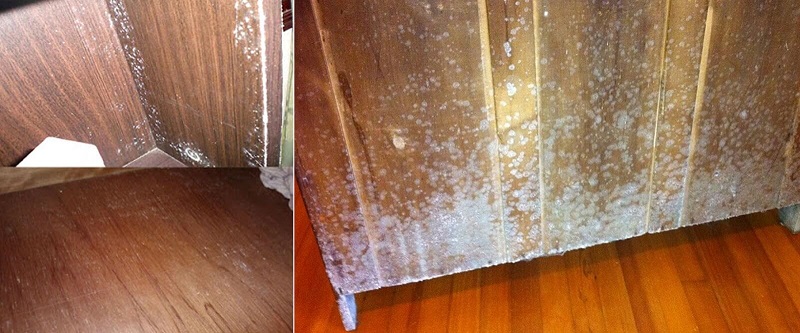 ván ép bị thấm nước nấm mốc và mối mọt