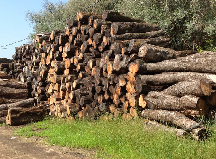 Gỗ Quỷnh là gỗ gì