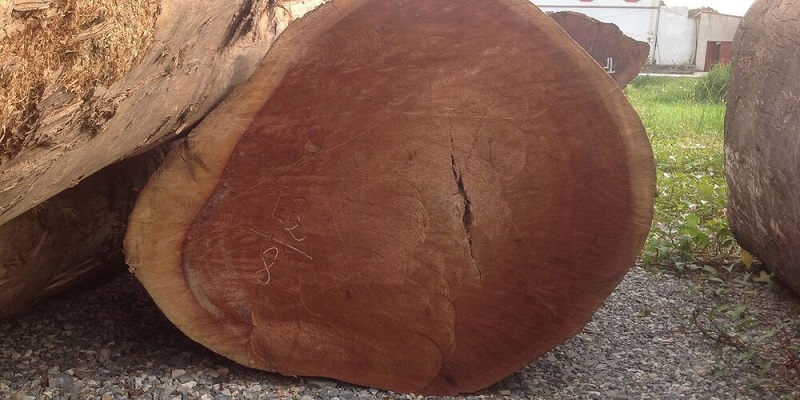 Gỗ dầu gió là gỗ dỗi