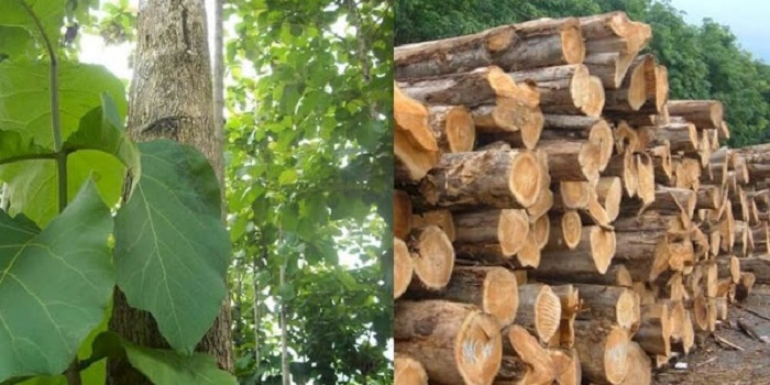 hình ảnh cây gỗ ké