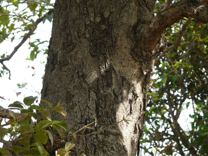 Thân gỗ cây Chiu Liu