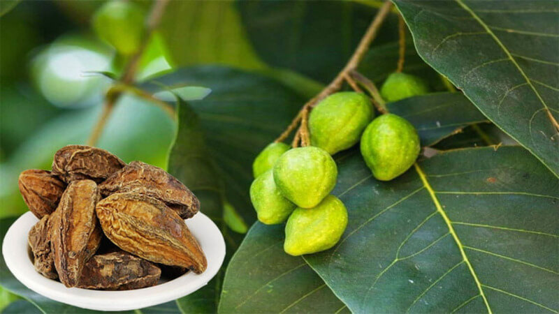 Dược tính của Quả Chiu Liu