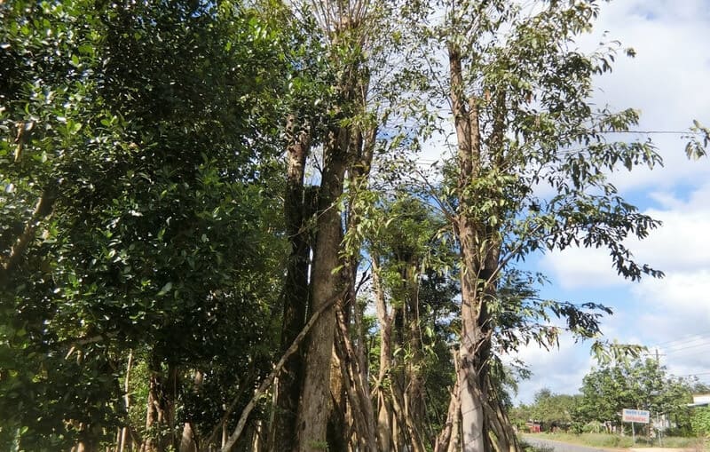 Cây gỗ Giáng Hương