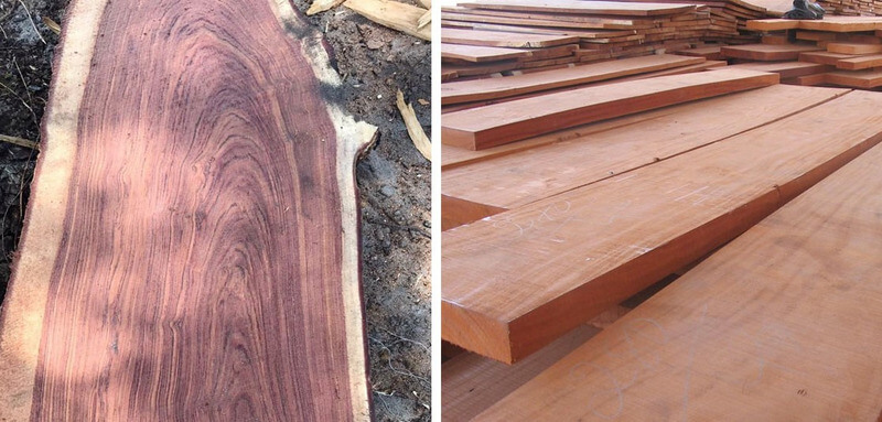 Giáng Hương Lào và Nam Phi