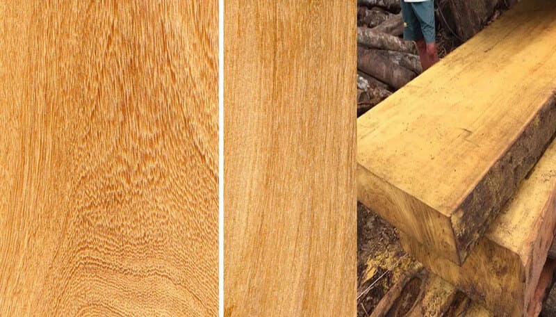 Ưu điểm của gỗ trai