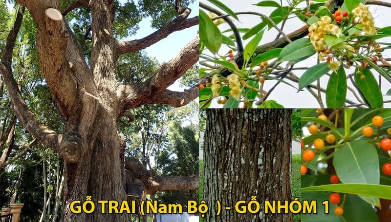 Cây gỗ Trai