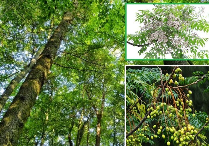 Đặc điểm của gỗ Sapele