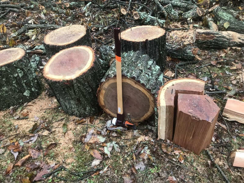 Cây gỗ Dẻ đỏ