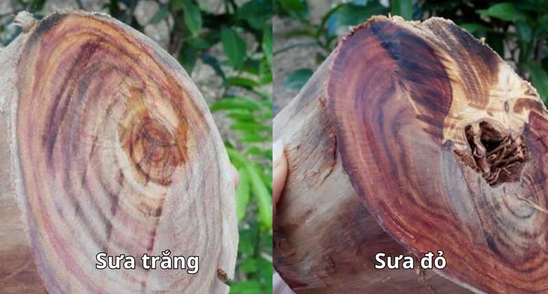 Gỗ Sưa trắng và gỗ Sưa đỏ
