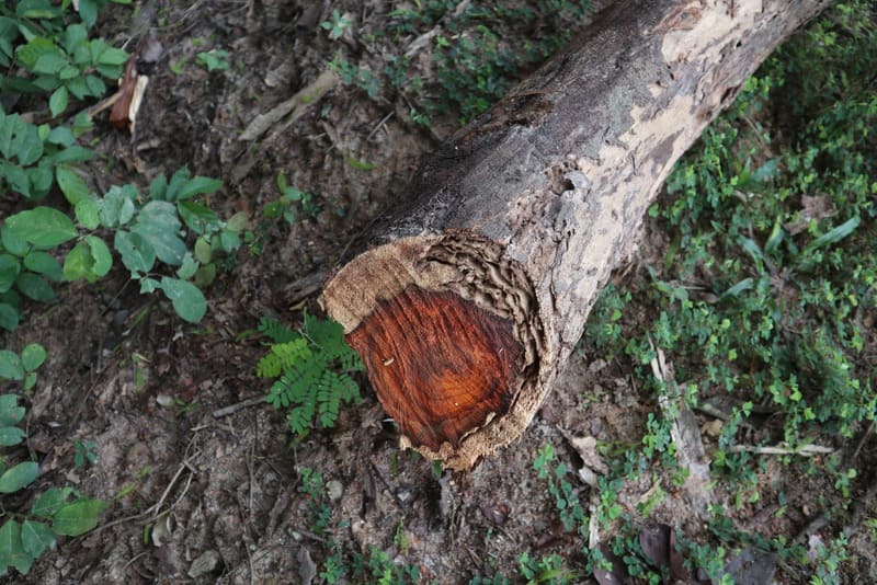 Sự phân bố của cây Sưa