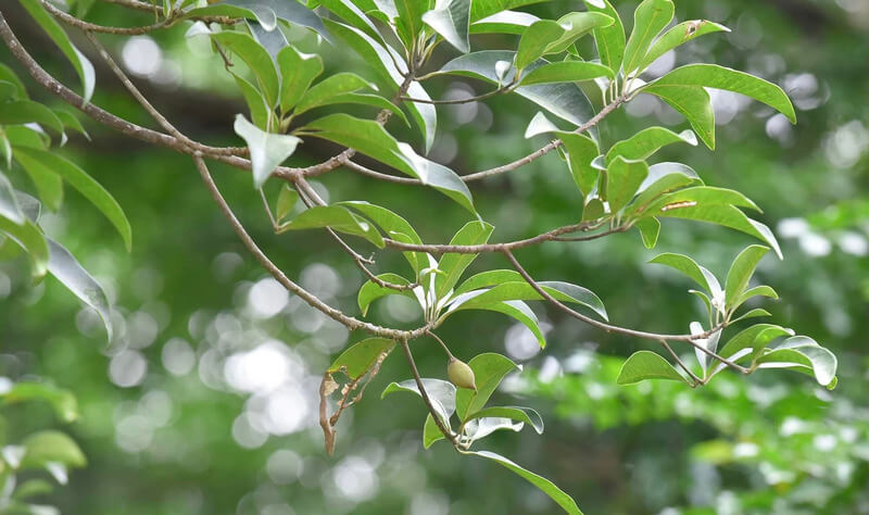 Đặc điểm sinh học của gỗ sến