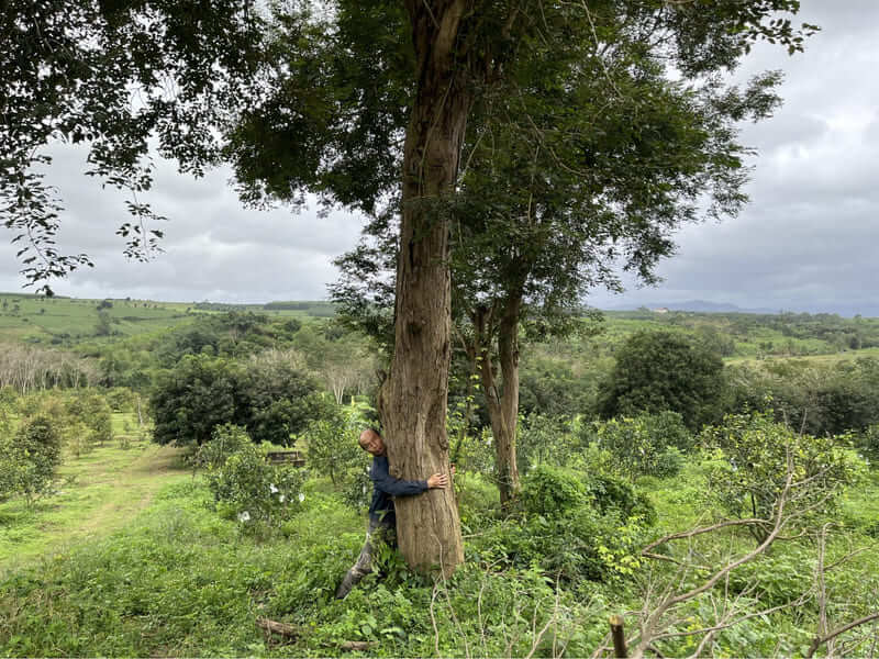 Cây gỗ gù hương (cây xá xị)