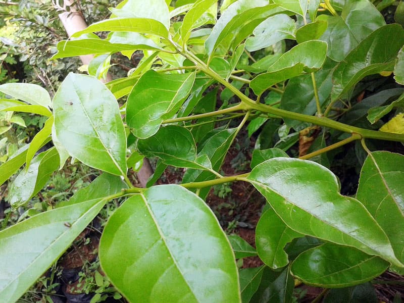 Gỗ Gù Hương thuộc nhóm mấy