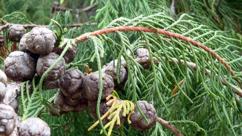 Lá cây gỗ Ngọc Am mọc dày đặc, phiến lá dài