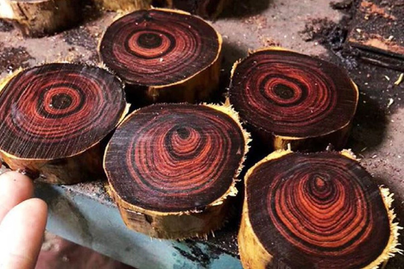 Phân loại gỗ Ngọc Am