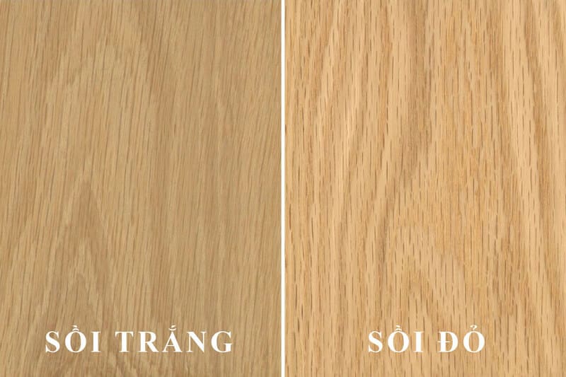 Sồi trắng và sồi đỏ