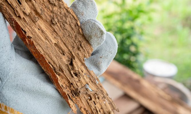 Cách diệt mọt gỗ