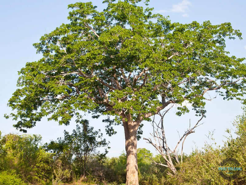 Gỗ Dái Ngựa là gỗ gì