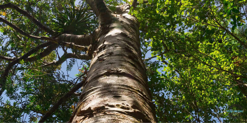 Gỗ Dái Ngựa phân bố ở đâu