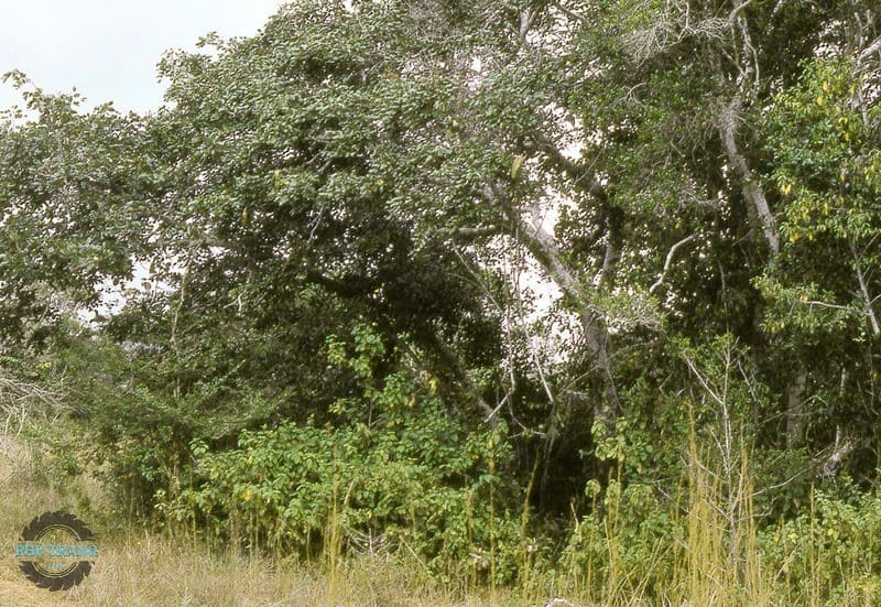 Gỗ Doussie là gỗ gì