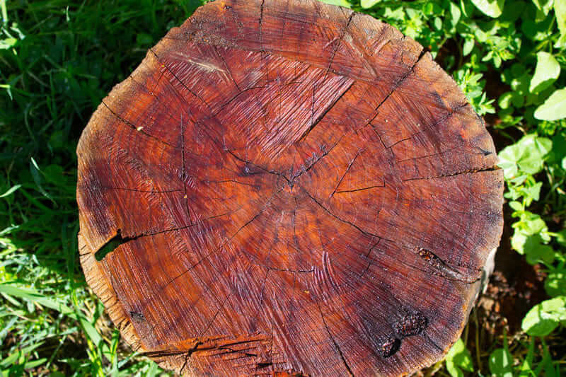 Gỗ Mahogany có màu đỏ, màu nâu và có nhiều sọc