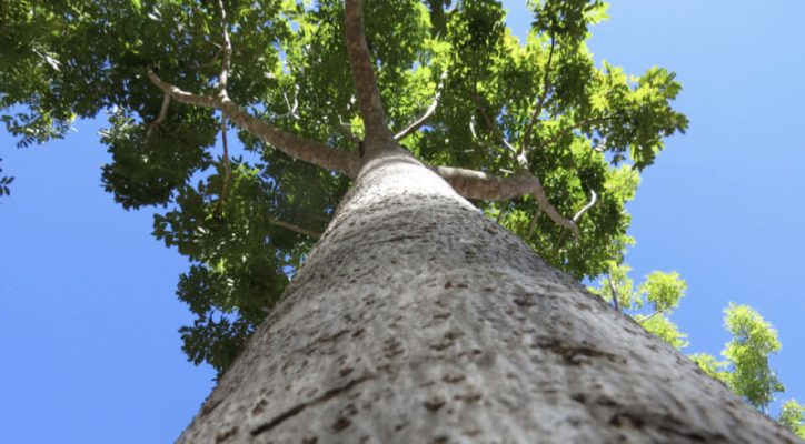 Gỗ Mahogany là gỗ gì