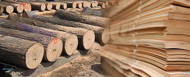 Quy trình sản xuất gỗ Veneer