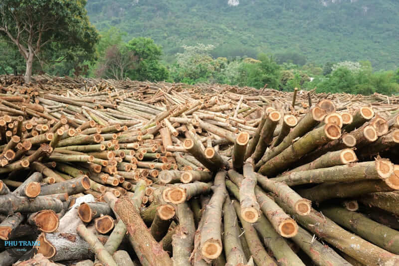 Gỗ tự nhiên là gì