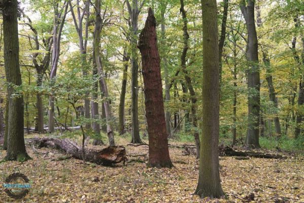 Gỗ tự nhiên là gì