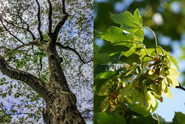 Sycamore là cây gì