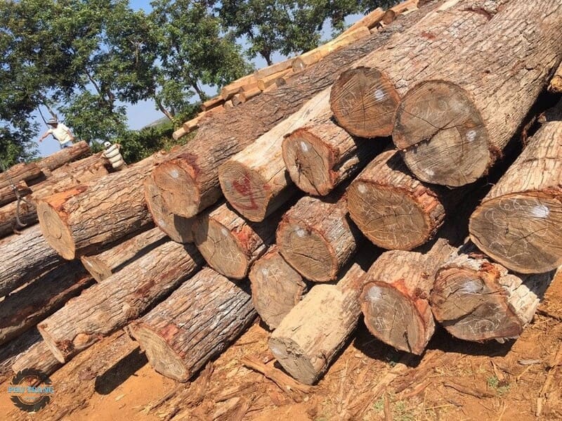 Gỗ chò chỉ tự nhiên