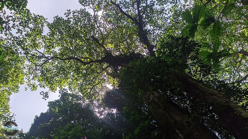 Cây gỗ nghiến tự nhiên