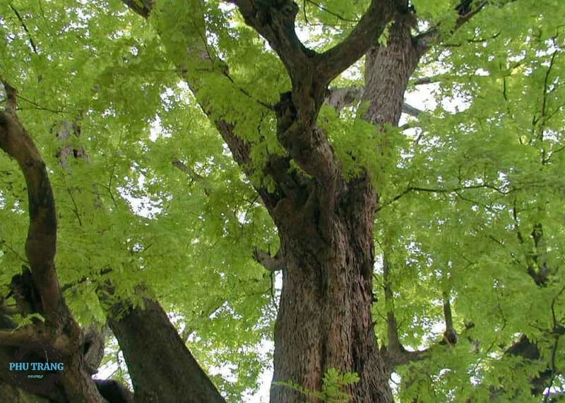 Gỗ Hương Lào là gỗ gì