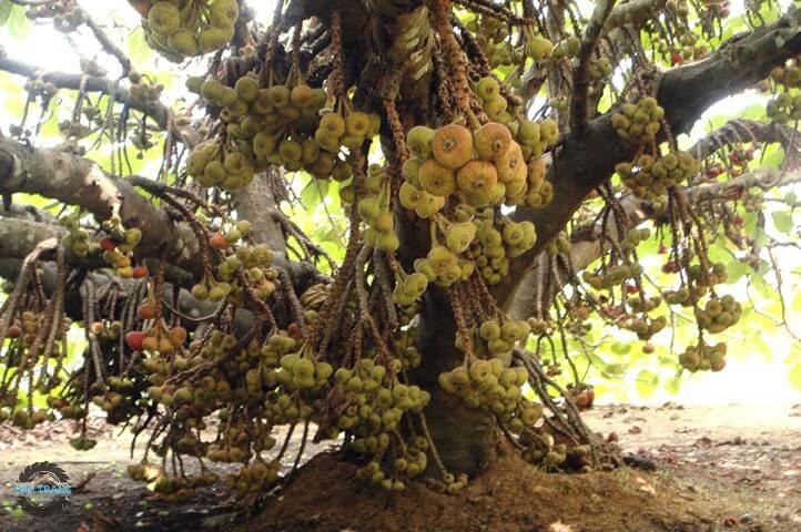 Cây Sung phân bố ở đâu