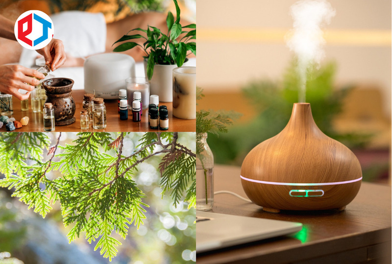 tinh dầu thơm gỗ bách xanh